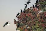 Grackles, Rockbrook Drive, Christina's restaurant parking lot, Lewisville, Texas