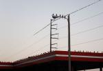 Grackles, Race Track gas station, Round Grove Road, Lewisville, Texas