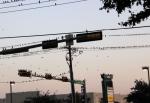 Grackles, Round Grove Road, Lewisville, Texas