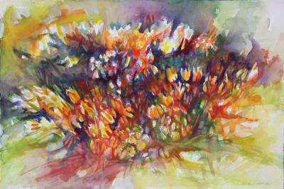 Orange Milkweed, 15 x 22 inches watercolors, finished