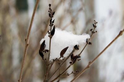 Snow on French Lilac