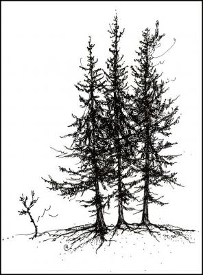 Alberta Spruce, pen and ink, digital pen