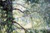 Sun Shower, upper detail