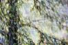 Sun Shower, central detail