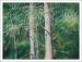 Eastern White Pine, professionally framed size 26 x 32 inches, oil pastels on paper