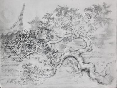 Bonsai Garden, 9 x 12 inches graphite on paper