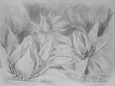Turmeric, 9 x 12 inches graphite on paper