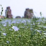 Fields of Flax, Rowley, Alberta - future painting