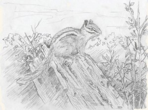 Chipmunk by Jim Drury, graphite on paper
