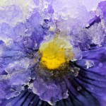 Icy Pansy, Lewisville, TX