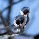 Dogwood buds and branches - ice formed by melting roof snow