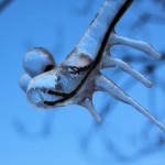 Dallas, TX early Feb., ice dripping on Dogwood branches forms alien-like figures