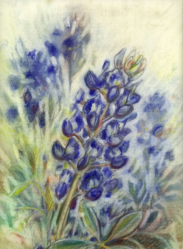 Texas Bluebonnets - 16 x 12 inches Dry Pastels on paper Texas Bluebonnets - 16 x 12 inches Dry Pastels on paper