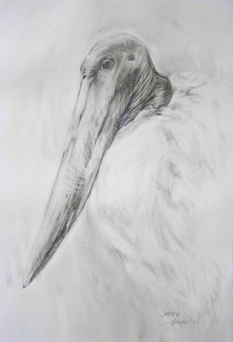 Jabiru - at the Dallas World Aquarium - 24 x 18 inches graphite on paper Jabiru - at the Dallas World Aquarium - 24 x 18 inches graphite on paper