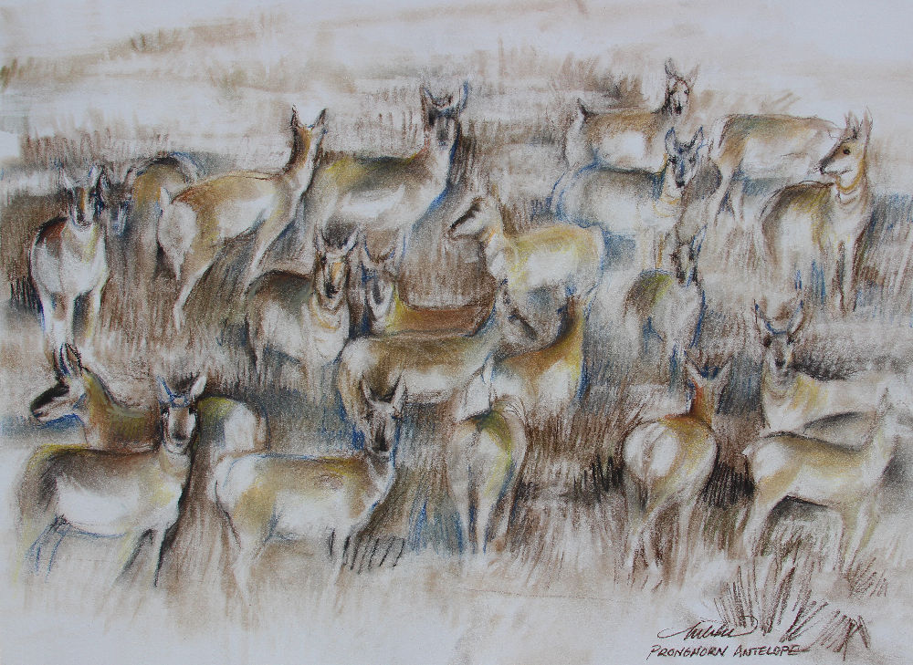 Pronghorns (Antilocapra americana), 18H x 24W inches soft pastels on paper, work in progress Pronghorns (Antilocapra americana), 18H x 24W inches soft pastels on paper, work in progress