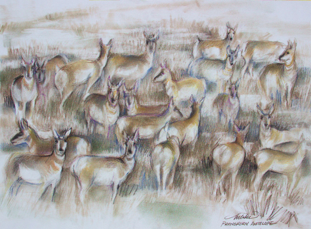 Pronghorns (Antilocapra americana), 18H x 24W inches soft pastels on paper Pronghorns (Antilocapra americana), 18H x 24W inches soft pastels on paper